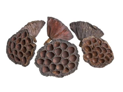 LOTOS sušený 8-10 cm