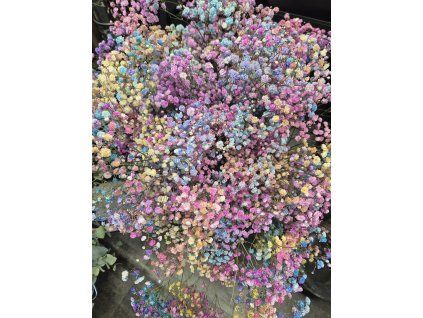 Gypsofila  "Rainbow" 70 cm, 1 ks