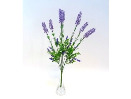 Levanduľa 50 cm