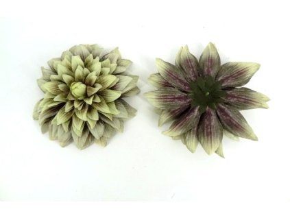Dalia hlava 20 cm