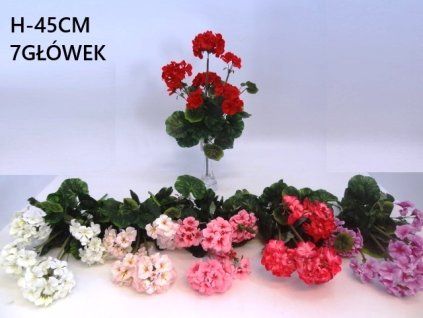 Muškát 45cm
