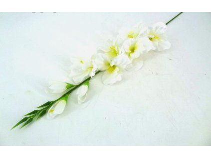 Gladiola ks 80 cm