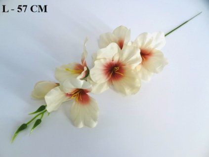 Gladiola ks 56 cm