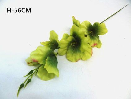 Gladiola ks 56 cm