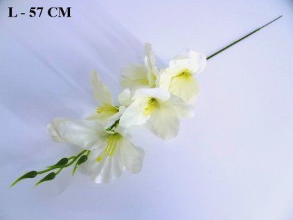 Gladiola ks 56 cm