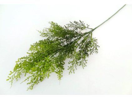 Tuja 75 cm