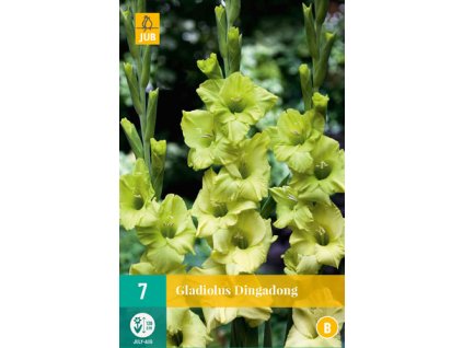 X 7 GLADIOLUS DINGADONG 12/14