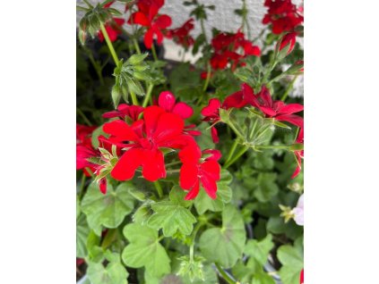 MUŠKÁT živý - pelargonium peltatum pr. 10,5