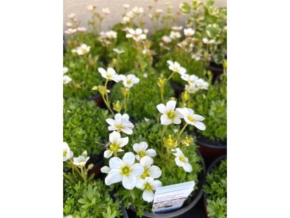 SAXIFRAGA 12 cm