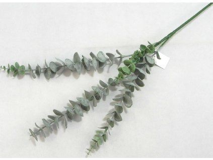 EUKALYPTUS gumový 70 cm