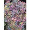 Gypsofila  "Rainbow" 70 cm, 1 ks