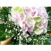 Hortenzia pastel 40 cm