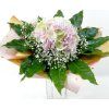 Hortenzia pastel 40 cm