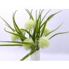 Doplnková zeleň s cesnakovými kvetmi 30-40 cm