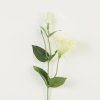 32696 02 CREAM