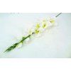 Gladiola ks 80 cm