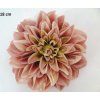 Dalia hlava 18 cm