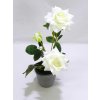RUŽE v kvetináči 35 cm