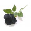 RUŽA sametová čierna 50 cm