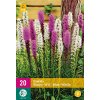 X 20 LIATRIS BLAUW - WIT 10/12