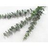 EUKALYPTUS gumový 70 cm