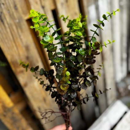 2e99040a e0b8 46a1 9a6b ec733ae02ca2