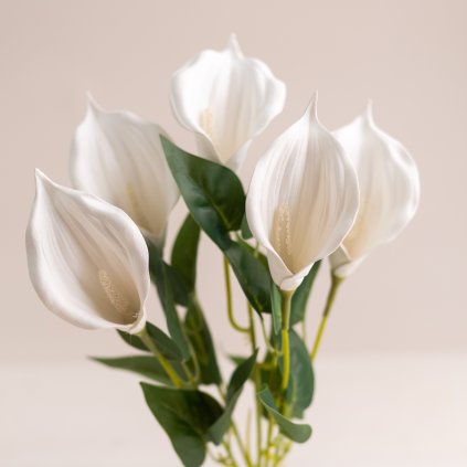 2466cd49 8050 4812 97ed 4b60bb4e2423