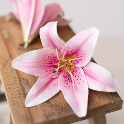 0a3ed84b 0bc1 4207 b59a 682b6d12595f