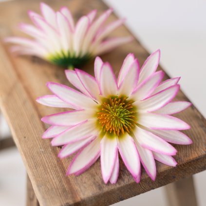 dbd47475 83cc 48b3 bbe5 812dee86c503