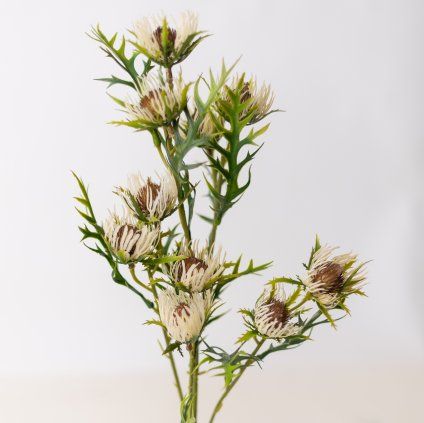 Bodliak KRÉMOVÝ 63cm