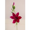 Klematis zápich MAGENTA 48cm