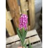 Gumenný Hyacint RuŽOVÝ 27cm