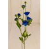 Stopka divý kvet MODRÝ 53cm