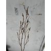 Konár Breza Vŕba hnedá 77 cm