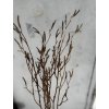 Konár Breza Vŕba hnedá 77 cm