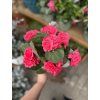 Kytica Muškát MAGENTA 40cm