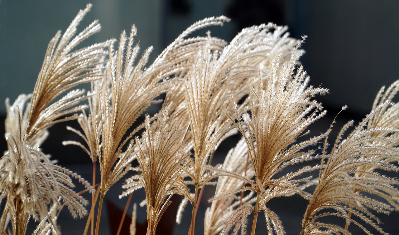 Jak Vytvořit Aranžmá ze Sušených Květin?