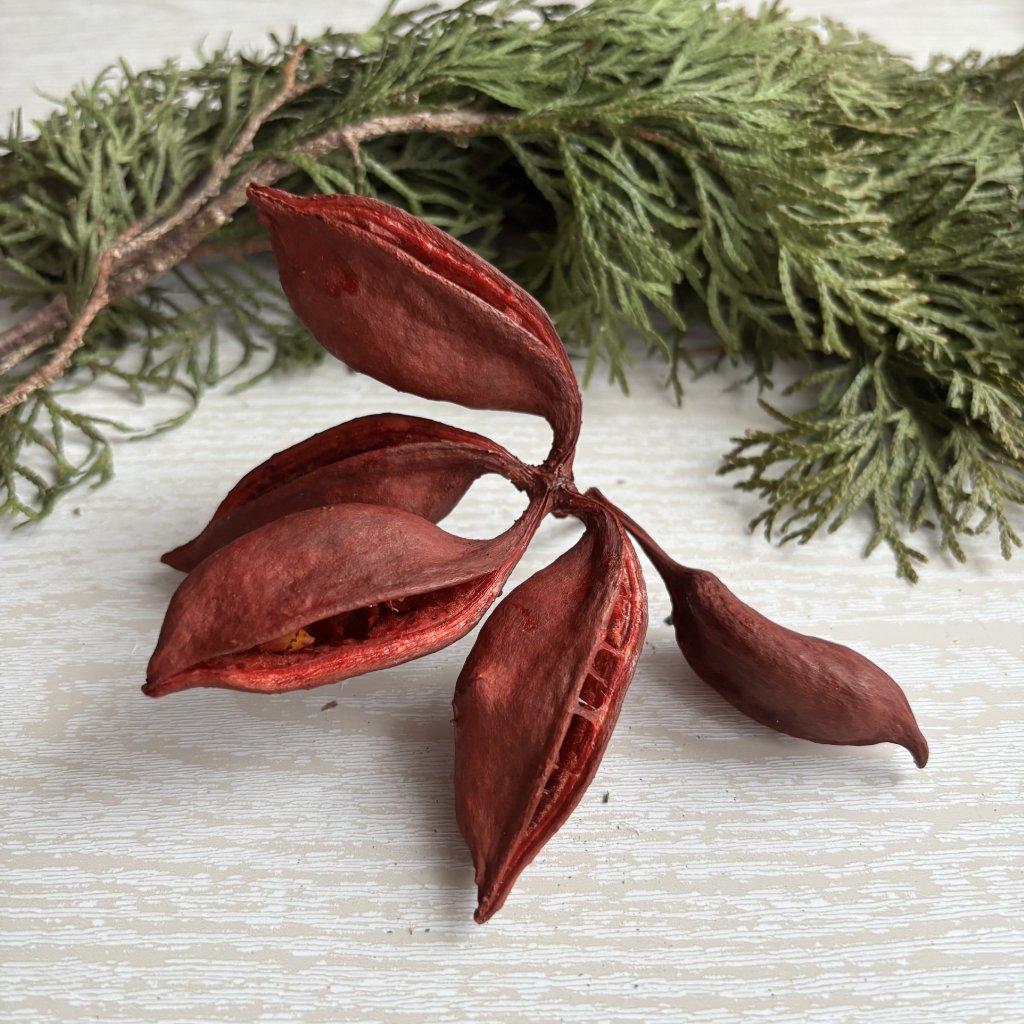 Brachiton color red 5 kusů