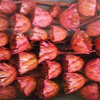 REPENS CUTS ABSORTION PINK  2ks