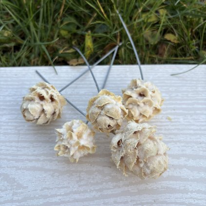 SORTIMENT ON WIRE BLEACHED TRAY ( 100 PC )