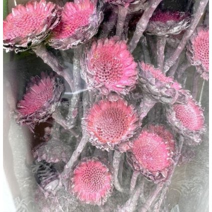 SUSANNAE ROSETTE FROSTED ERIKA 2 ks