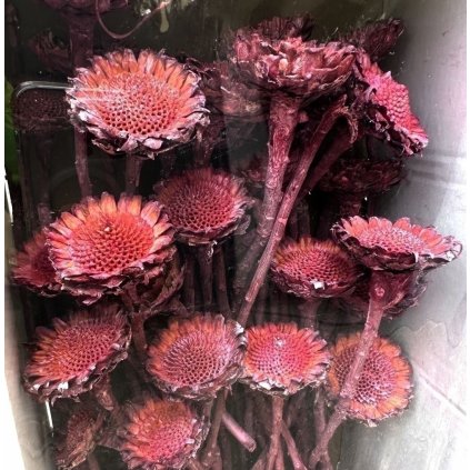 SUSANNAE ROSETTE FROSTED RED TRAY ( 2ks )
