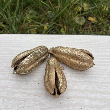 Dekorační plody lusky zlaté 3kusy