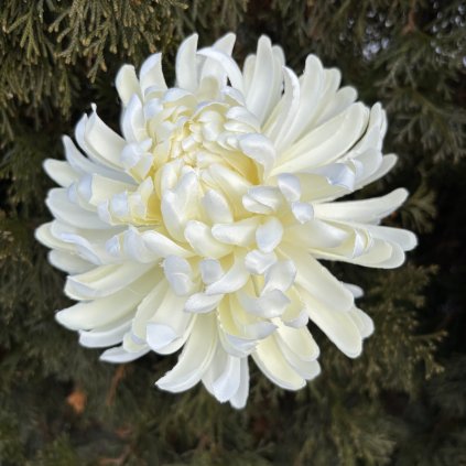 Um. Chryzantéma koule