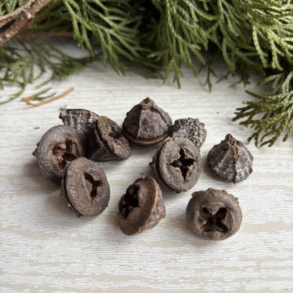 Plod eukalypt natural(hnědý)