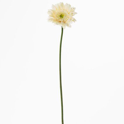KS GERBERA CREM 45CM