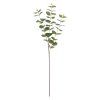 KS EUCALYPTUS CINEREA ZELENÝ 83CM