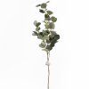 KONÁR EUCALYPTUS POPULUS PLODY 86CM