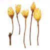 REPENS CREAM VEĽKÝ 5ks R033PACZ protea