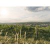 Hiedler Grüner Veltliner Löss 2025